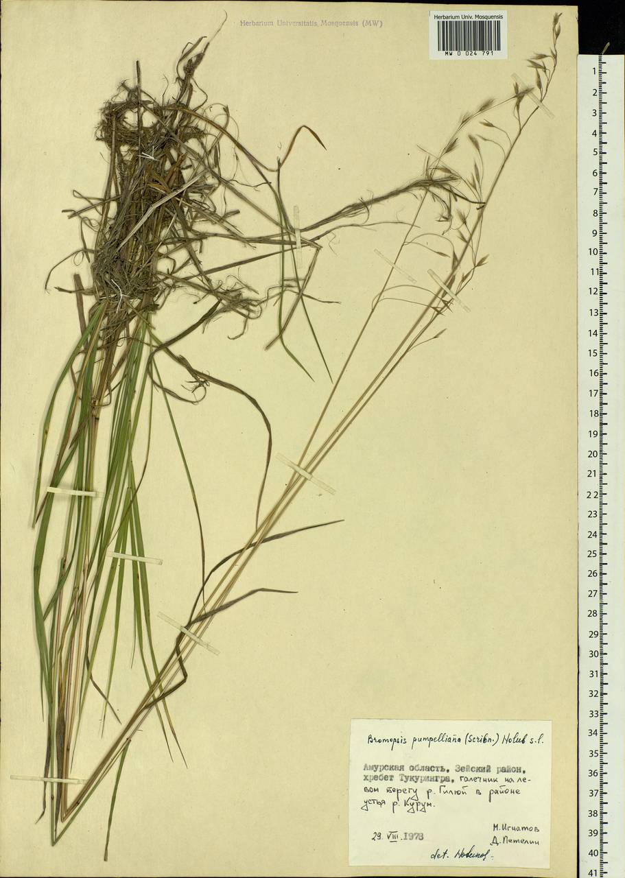 Bromus pumpellianus Scribn., Siberia, Russian Far East (S6) (Russia)