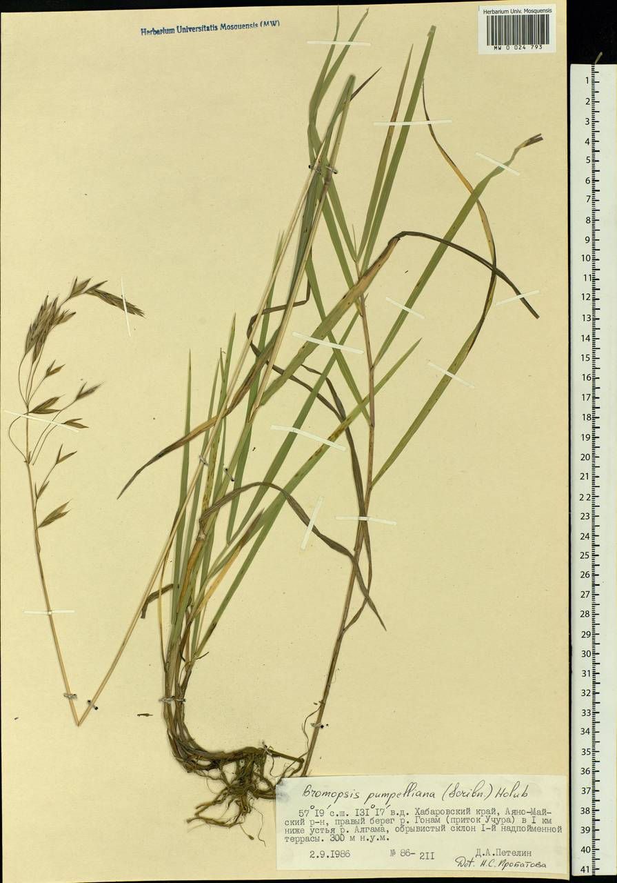 Bromus pumpellianus Scribn., Siberia, Russian Far East (S6) (Russia)
