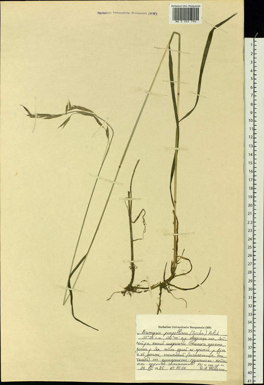 Bromus pumpellianus Scribn., Siberia, Russian Far East (S6) (Russia)