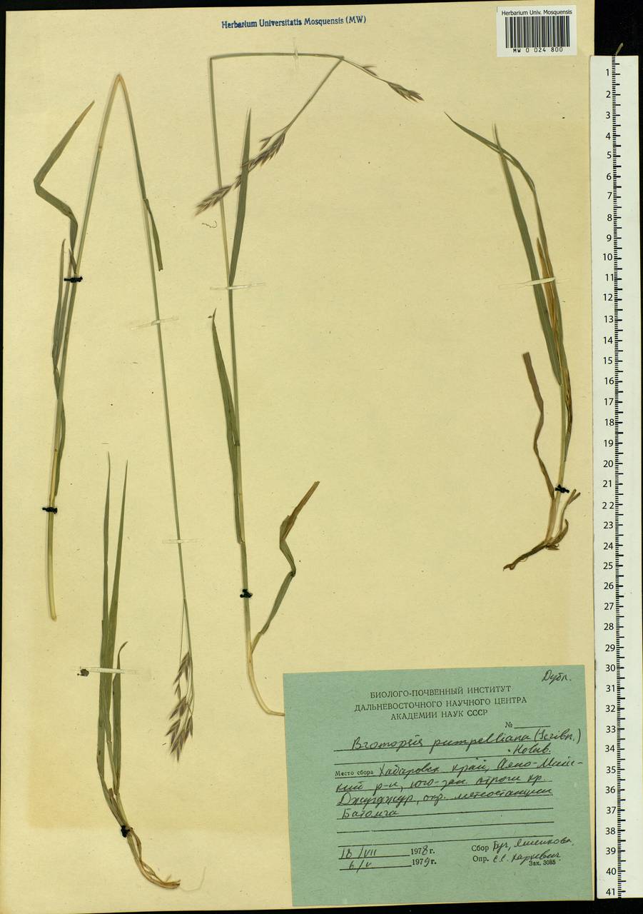 Bromus pumpellianus Scribn., Siberia, Russian Far East (S6) (Russia)