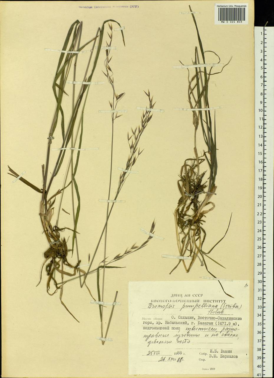 Bromus pumpellianus Scribn., Siberia, Russian Far East (S6) (Russia)