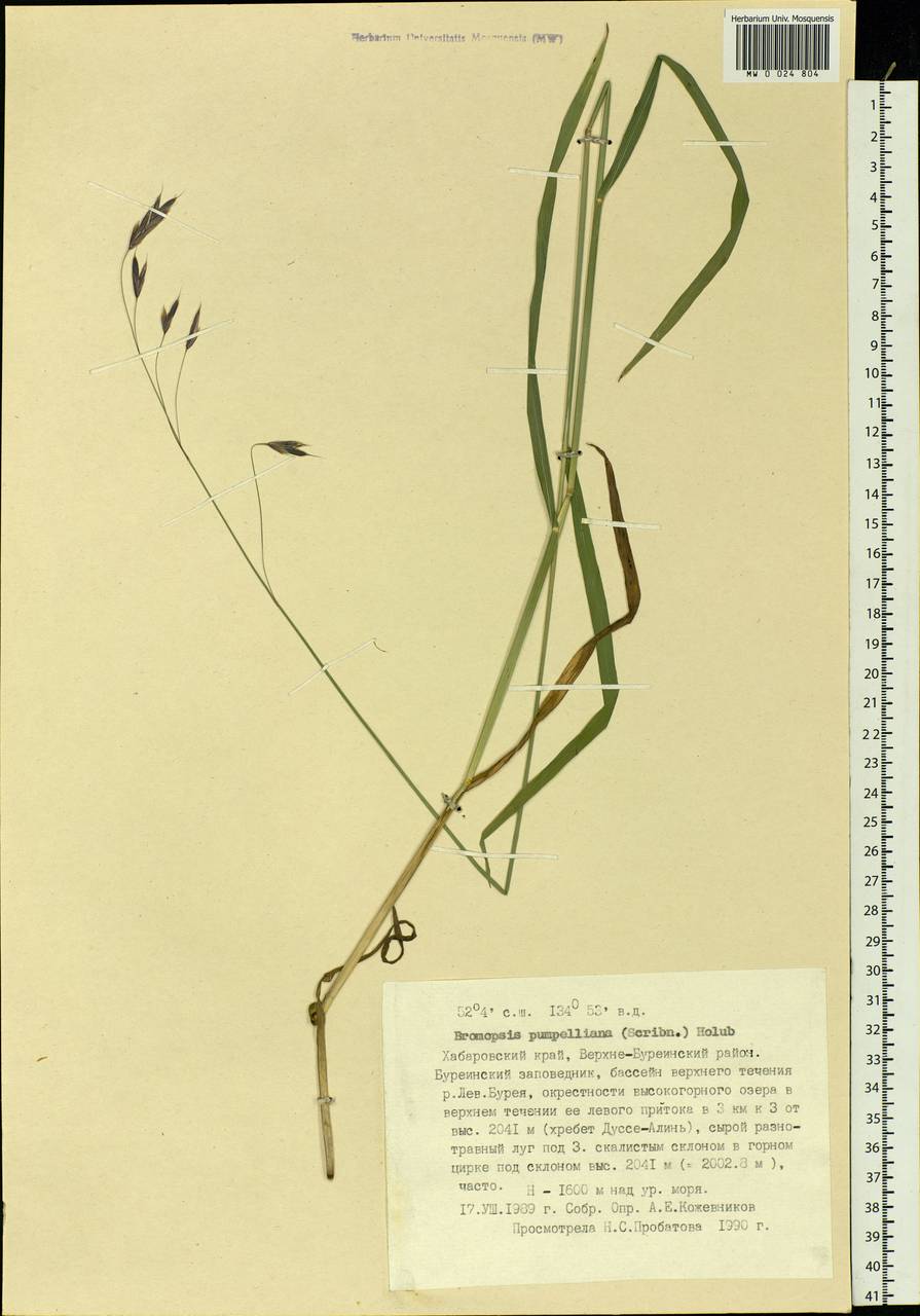Bromus pumpellianus Scribn., Siberia, Russian Far East (S6) (Russia)