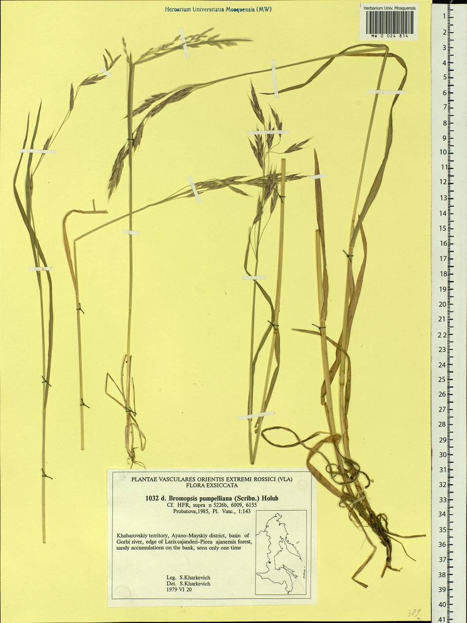 Bromus pumpellianus Scribn., Siberia, Russian Far East (S6) (Russia)