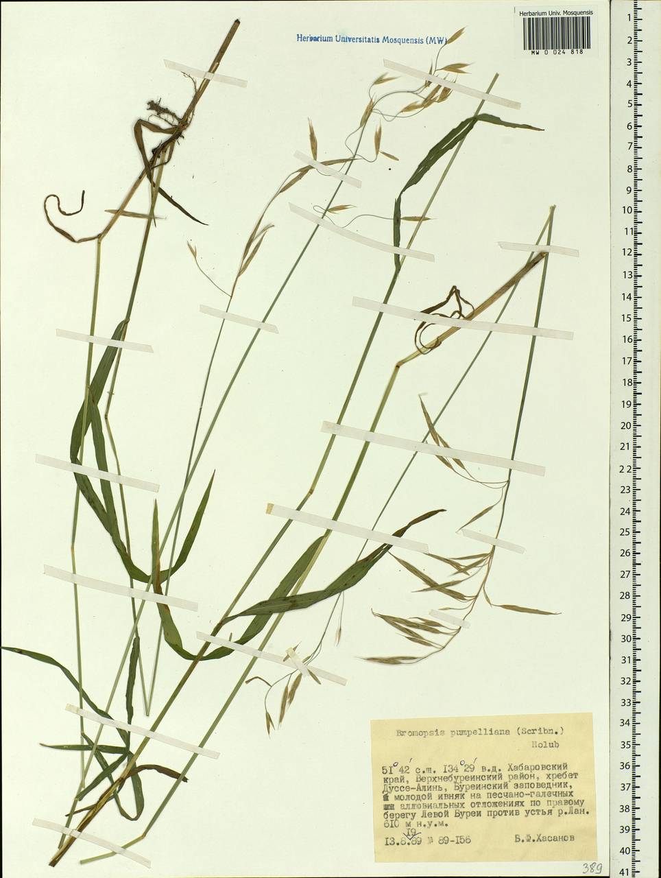 Bromus pumpellianus Scribn., Siberia, Russian Far East (S6) (Russia)