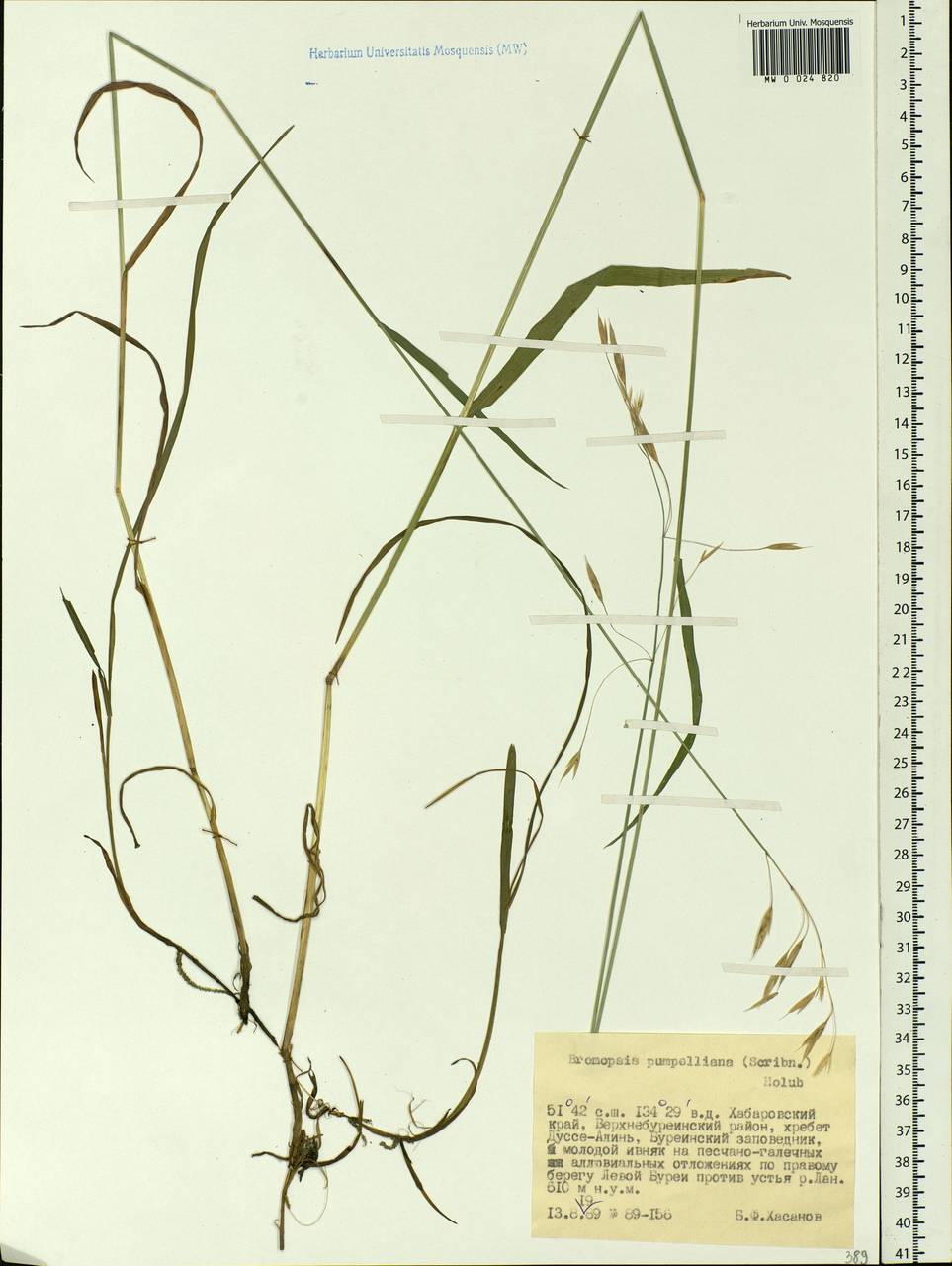 Bromus pumpellianus Scribn., Siberia, Russian Far East (S6) (Russia)