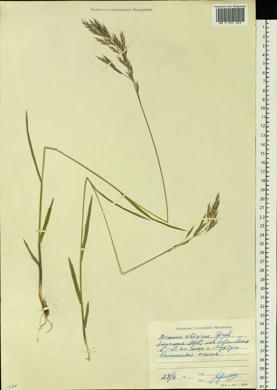 Bromus pumpellianus Scribn., Siberia, Yakutia (S5) (Russia)