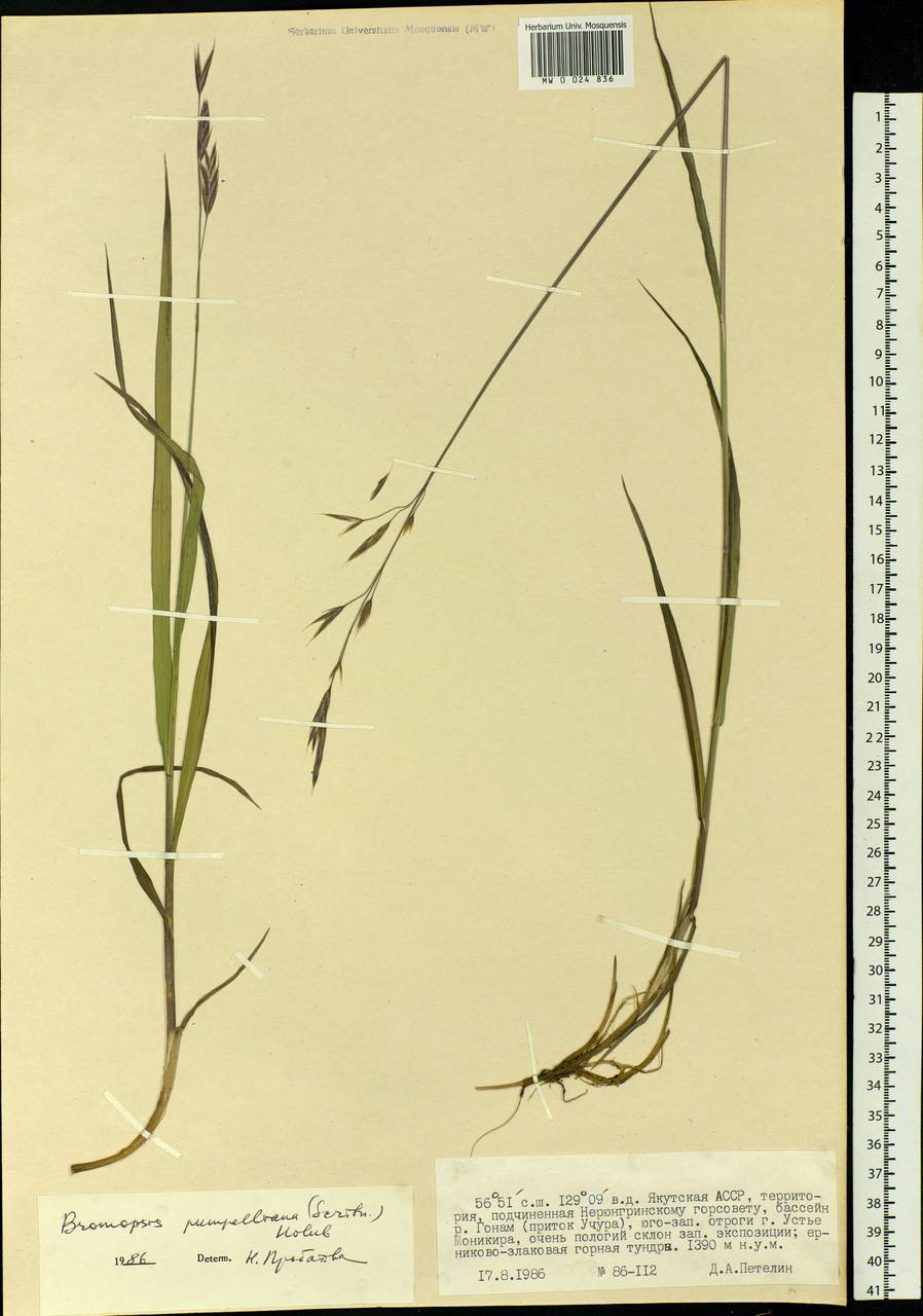 Bromus pumpellianus Scribn., Siberia, Yakutia (S5) (Russia)