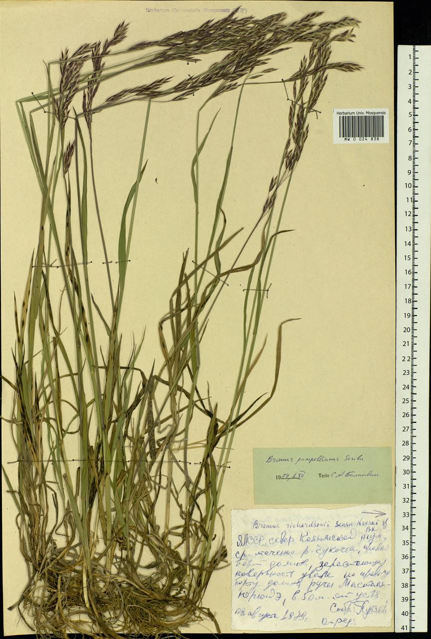 Bromus pumpellianus Scribn., Siberia, Yakutia (S5) (Russia)