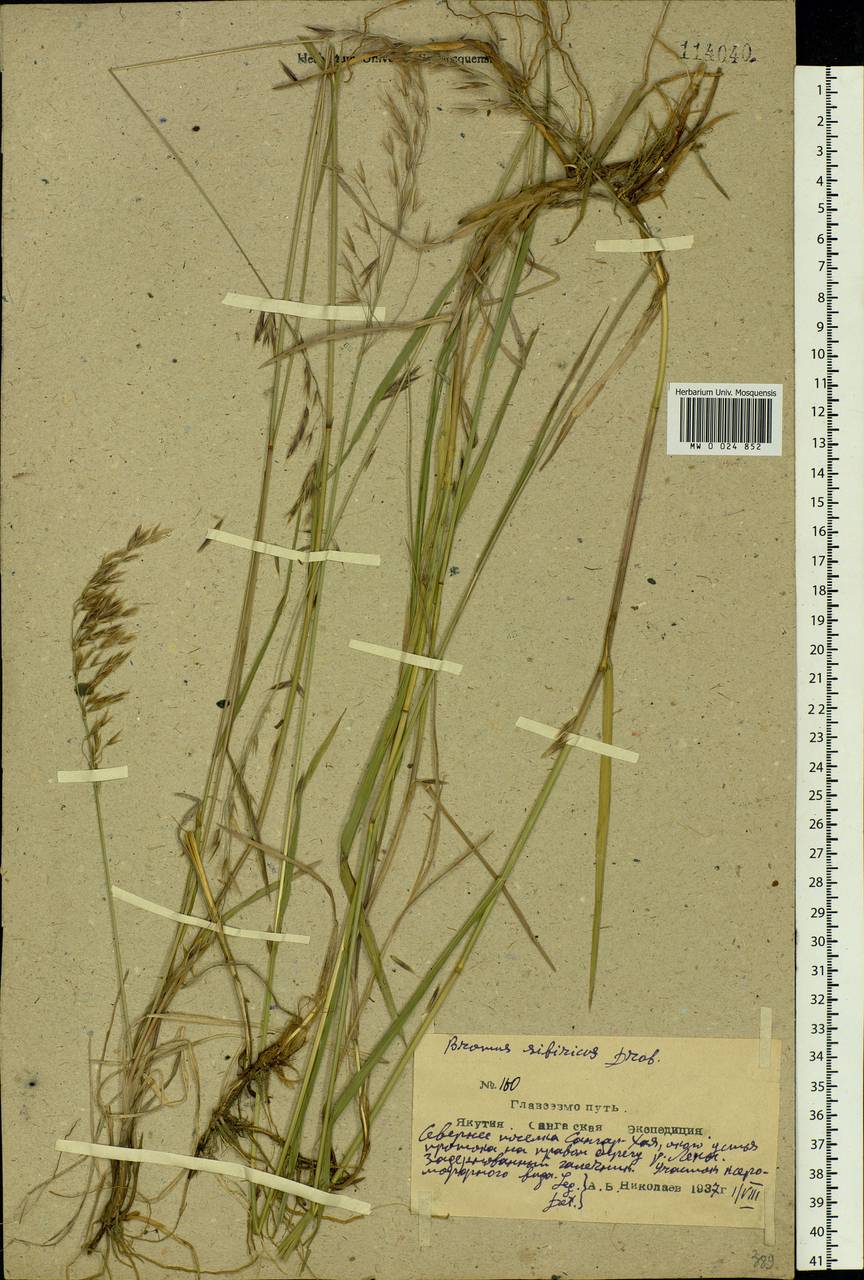 Bromus pumpellianus Scribn., Siberia, Yakutia (S5) (Russia)