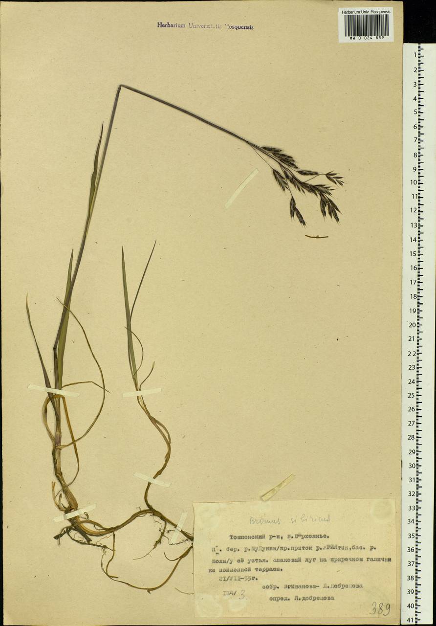 Bromus pumpellianus Scribn., Siberia, Yakutia (S5) (Russia)
