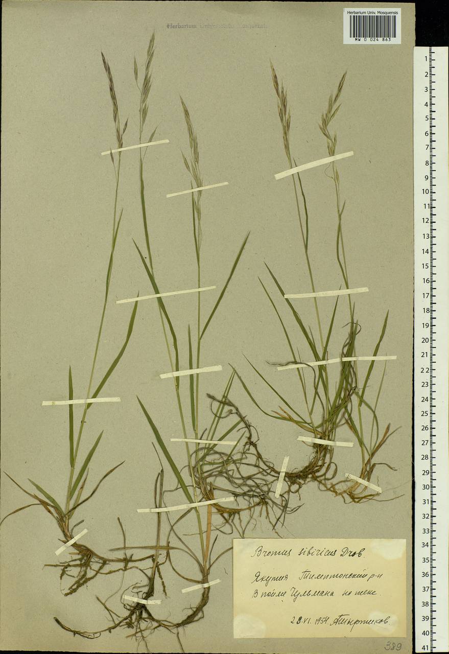 Bromus pumpellianus Scribn., Siberia, Yakutia (S5) (Russia)