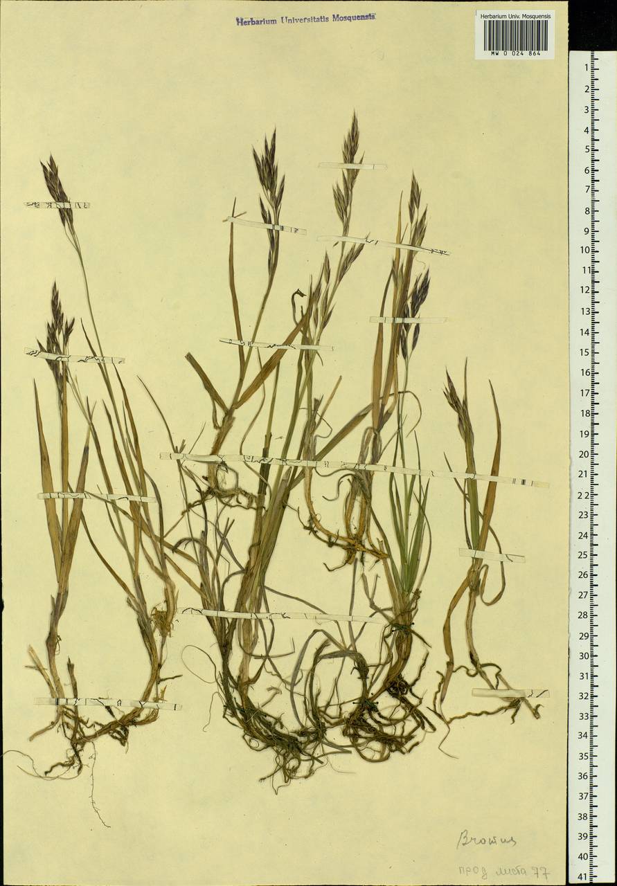 Bromus pumpellianus Scribn., Siberia, Yakutia (S5) (Russia)