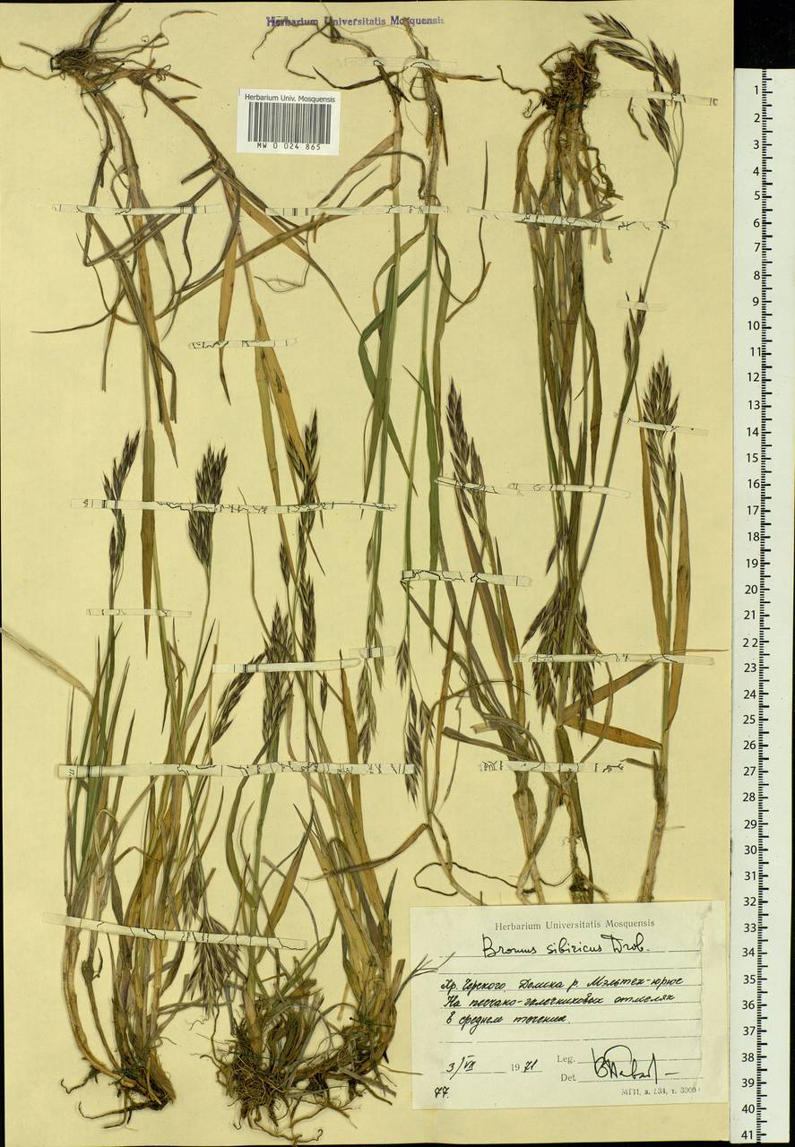 Bromus pumpellianus Scribn., Siberia, Yakutia (S5) (Russia)