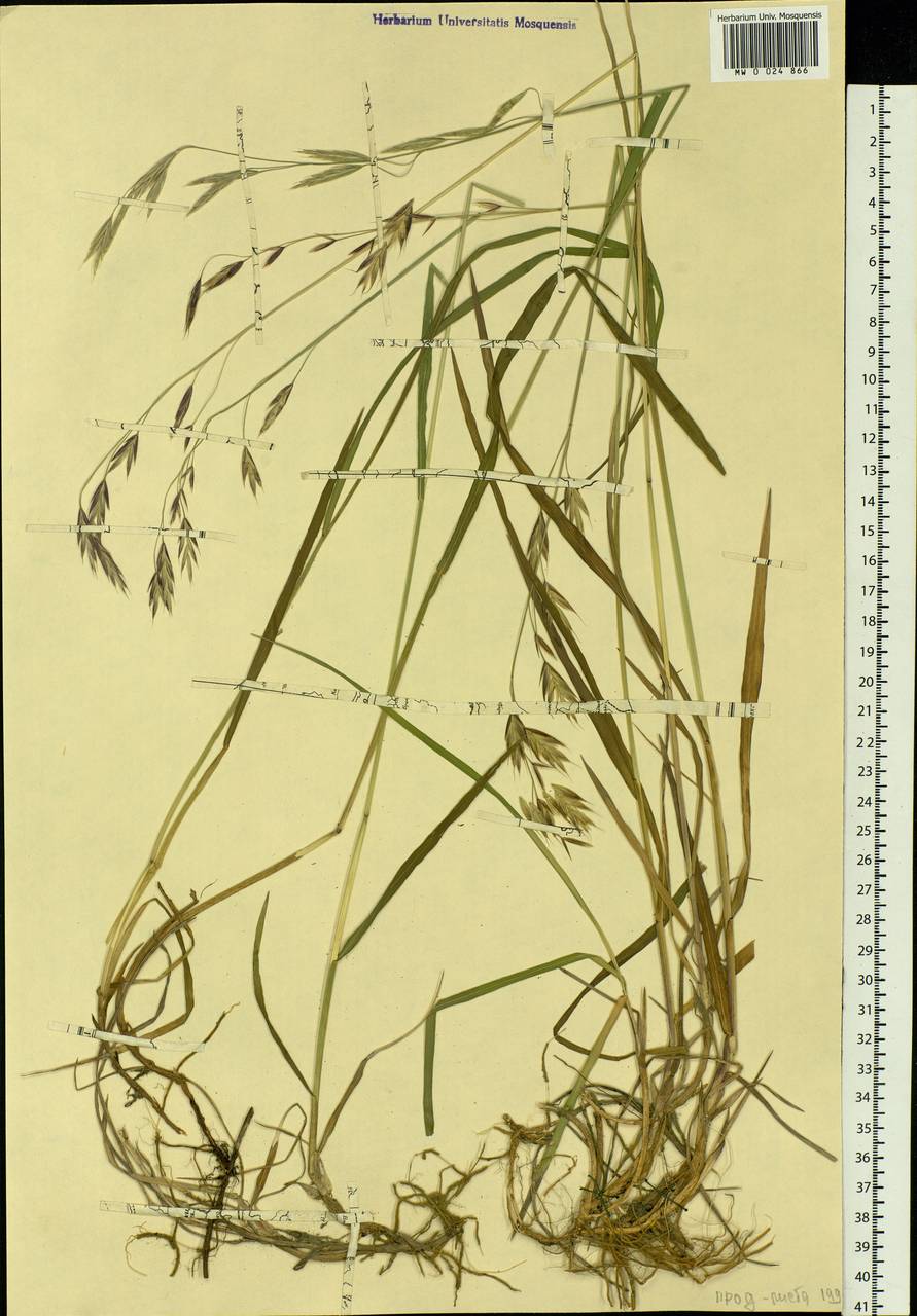 Bromus pumpellianus Scribn., Siberia, Yakutia (S5) (Russia)