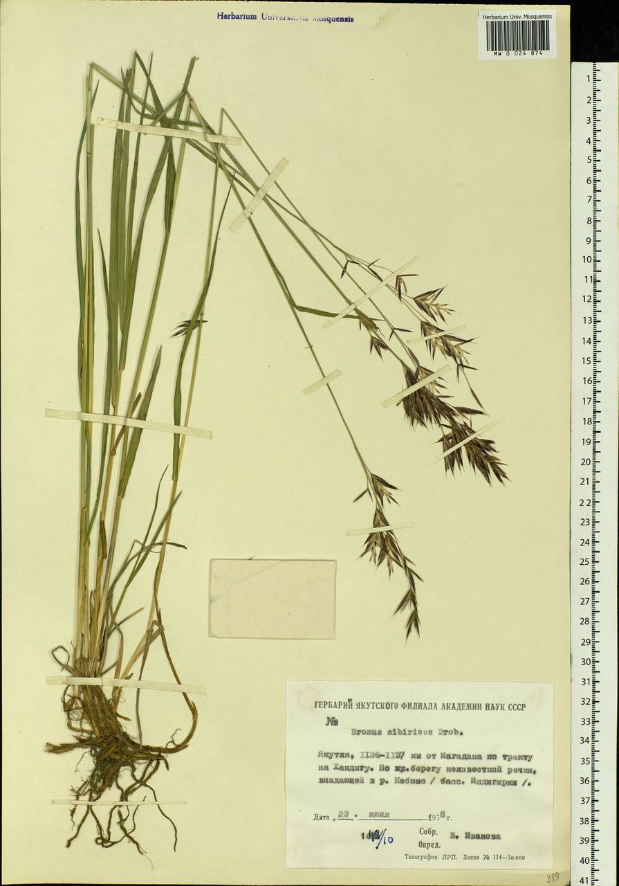 Bromus pumpellianus Scribn., Siberia, Yakutia (S5) (Russia)