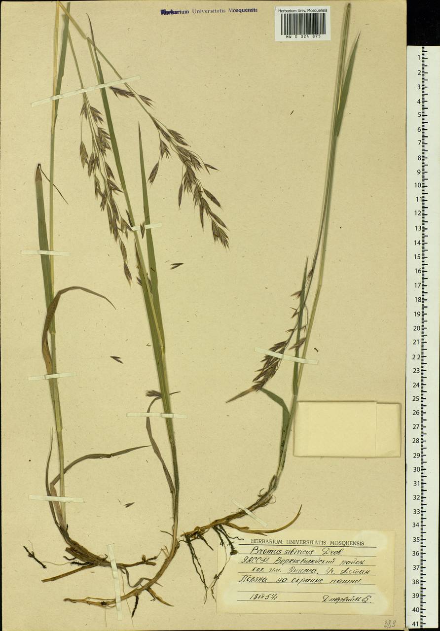 Bromus pumpellianus Scribn., Siberia, Yakutia (S5) (Russia)