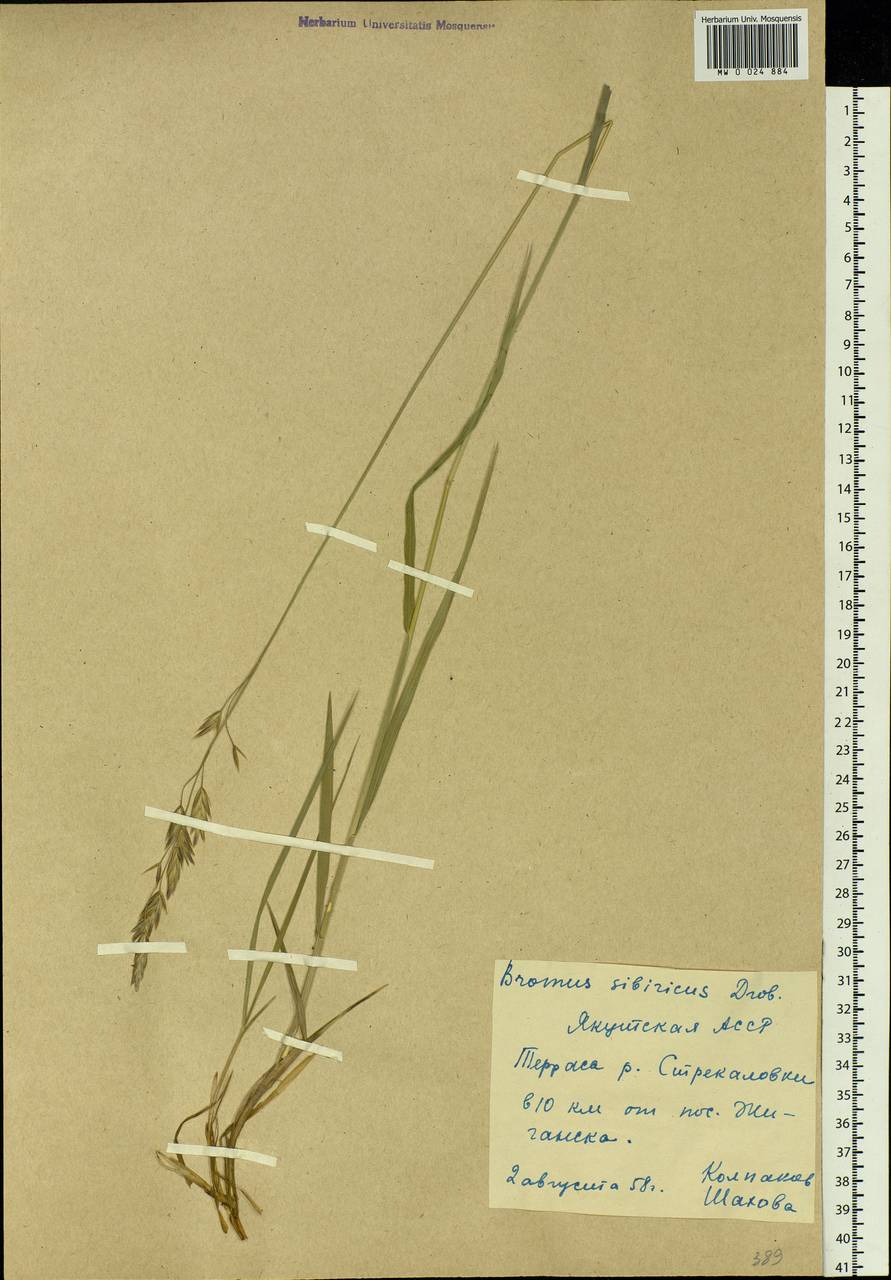 Bromus pumpellianus Scribn., Siberia, Yakutia (S5) (Russia)