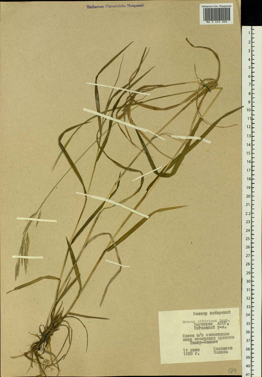 Bromus pumpellianus Scribn., Siberia, Yakutia (S5) (Russia)