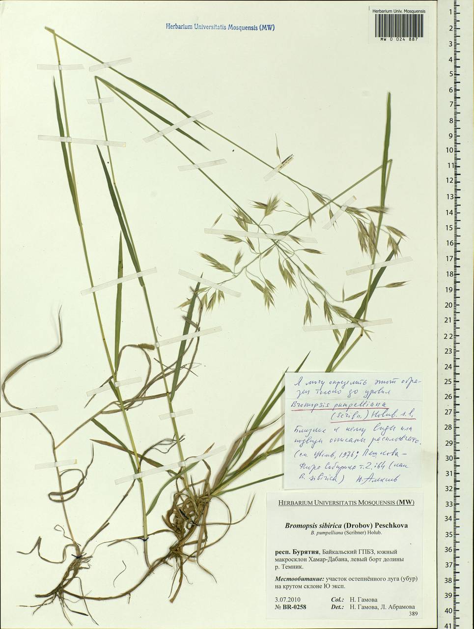 Bromus pumpellianus Scribn., Siberia, Baikal & Transbaikal region (S4) (Russia)