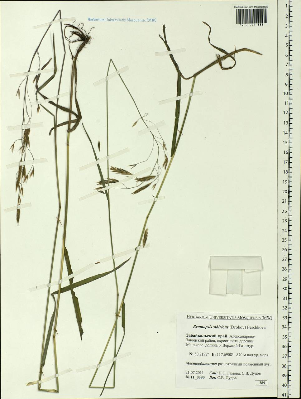 Bromus pumpellianus Scribn., Siberia, Baikal & Transbaikal region (S4) (Russia)