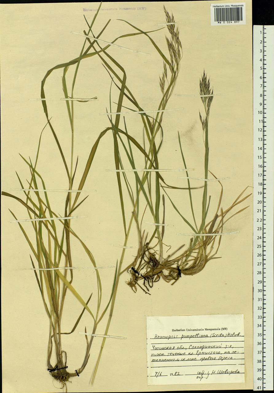 Bromus pumpellianus Scribn., Siberia, Baikal & Transbaikal region (S4) (Russia)