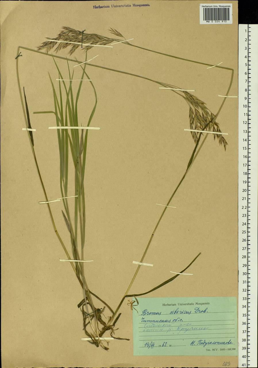 Bromus pumpellianus Scribn., Siberia, Baikal & Transbaikal region (S4) (Russia)