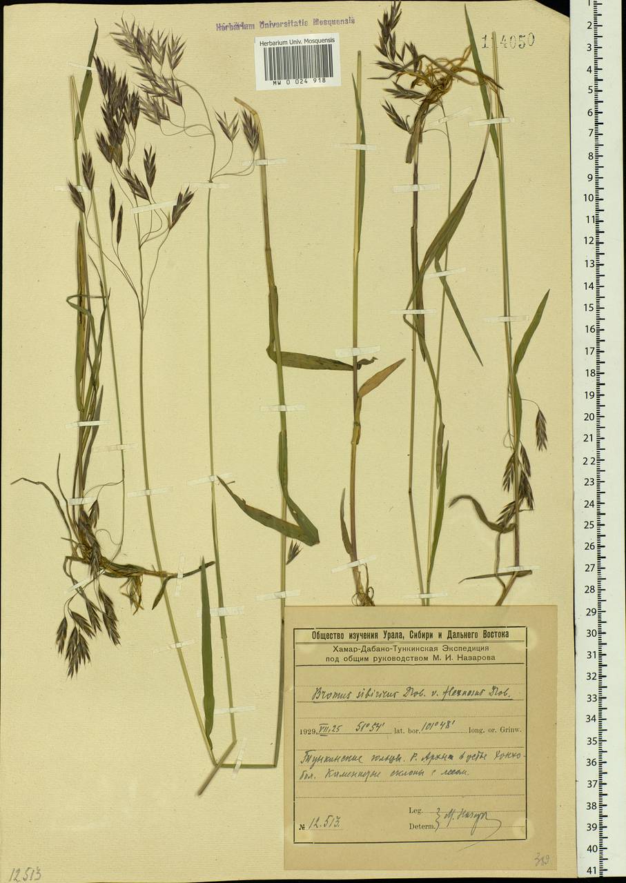 Bromus pumpellianus Scribn., Siberia, Baikal & Transbaikal region (S4) (Russia)