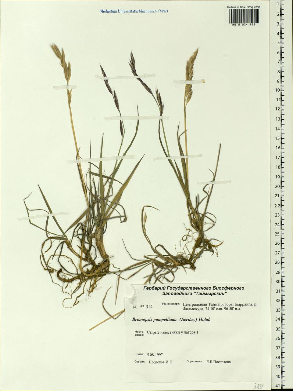 Bromus pumpellianus Scribn., Siberia, Central Siberia (S3) (Russia)