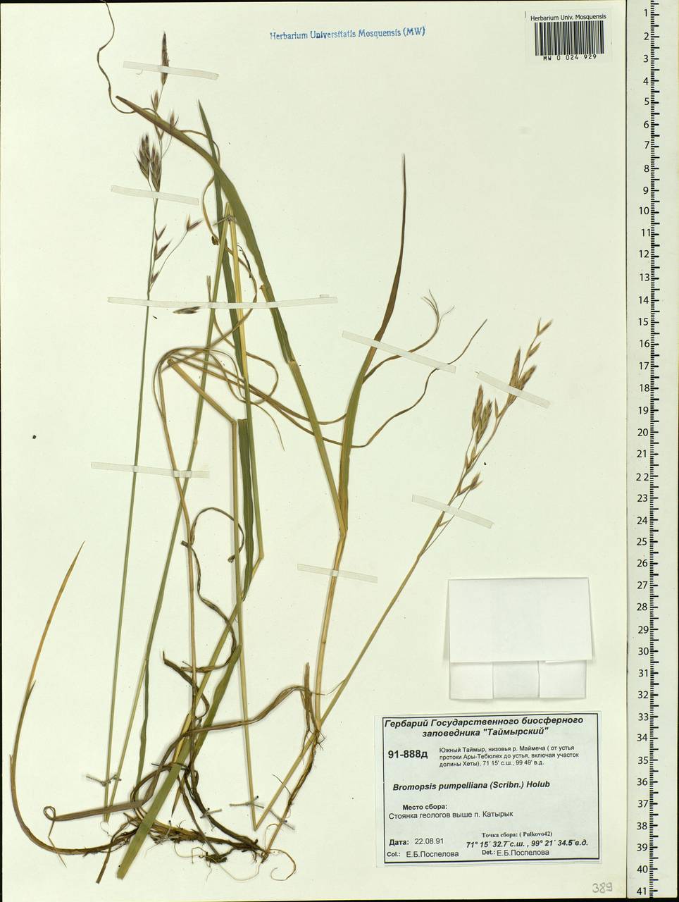 Bromus pumpellianus Scribn., Siberia, Central Siberia (S3) (Russia)
