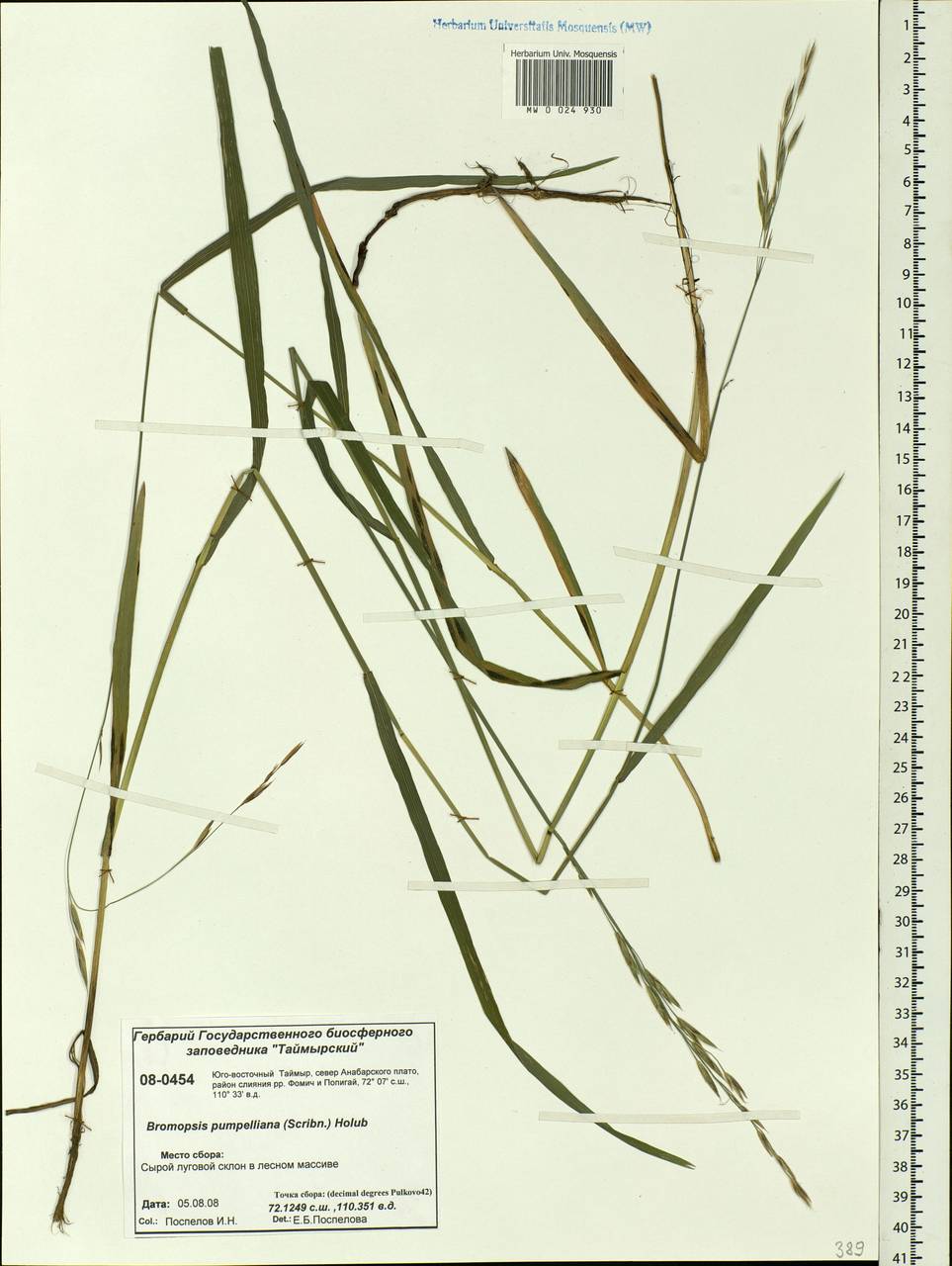 Bromus pumpellianus Scribn., Siberia, Central Siberia (S3) (Russia)