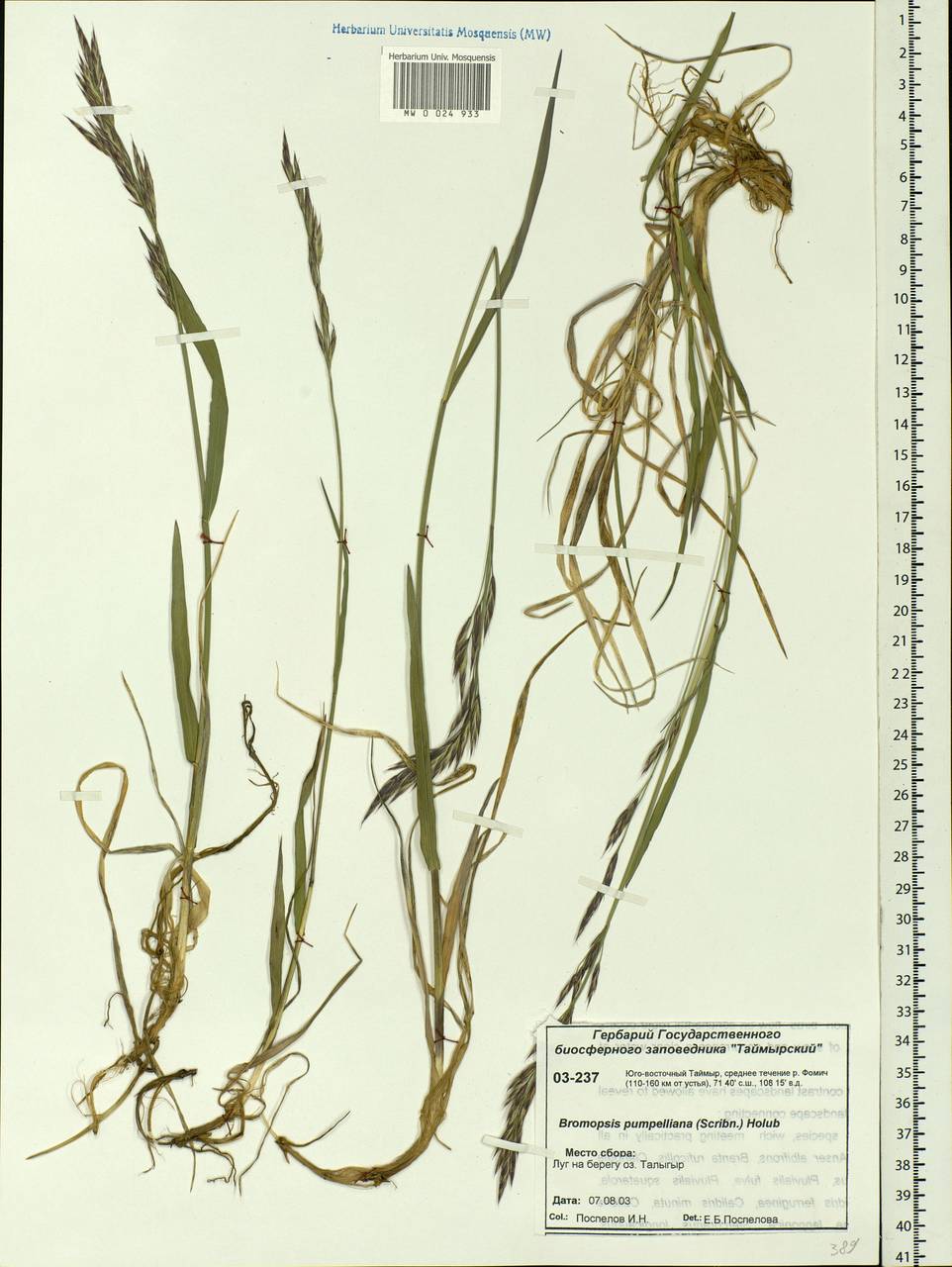 Bromus pumpellianus Scribn., Siberia, Central Siberia (S3) (Russia)