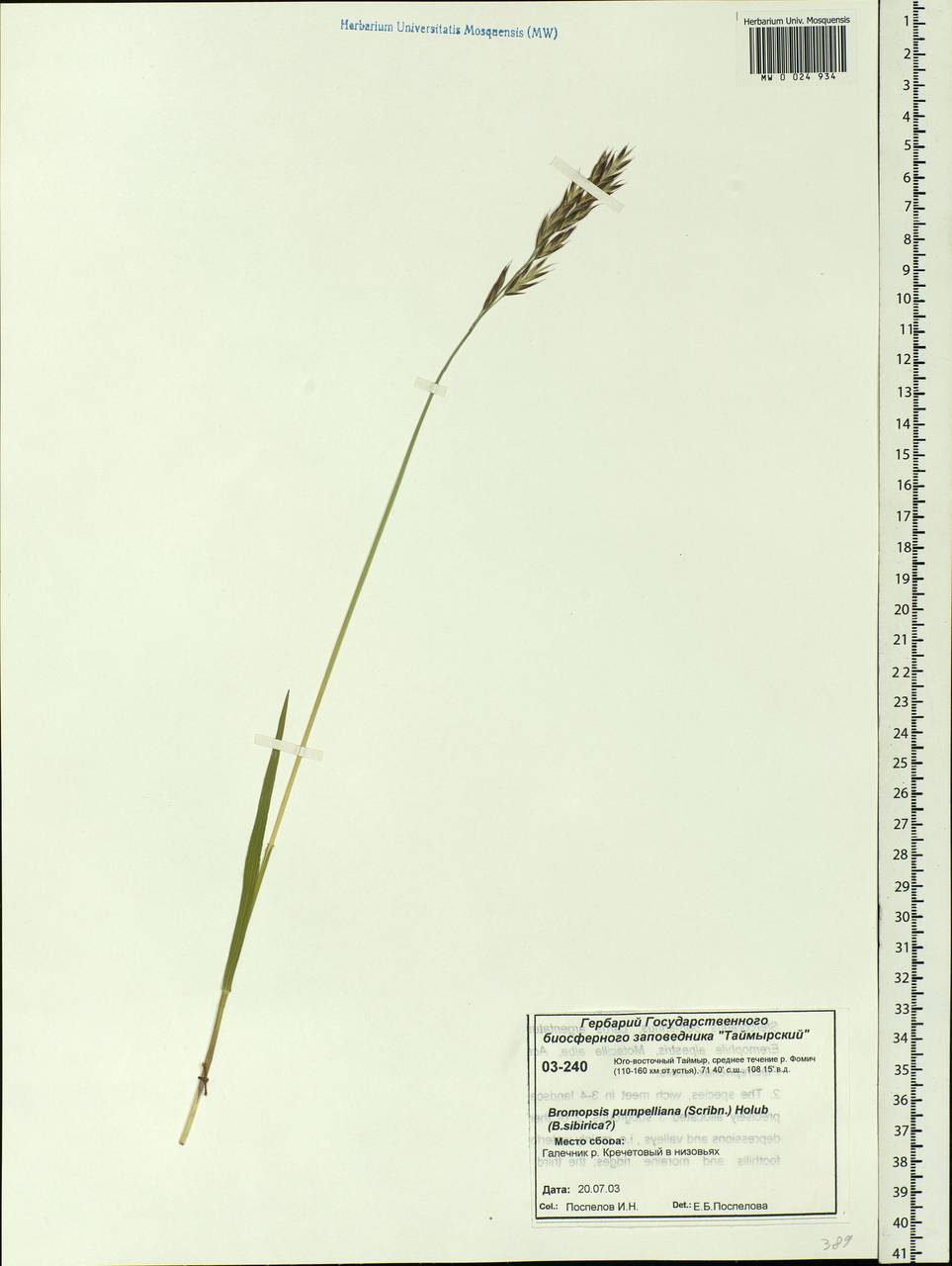 Bromus pumpellianus Scribn., Siberia, Central Siberia (S3) (Russia)