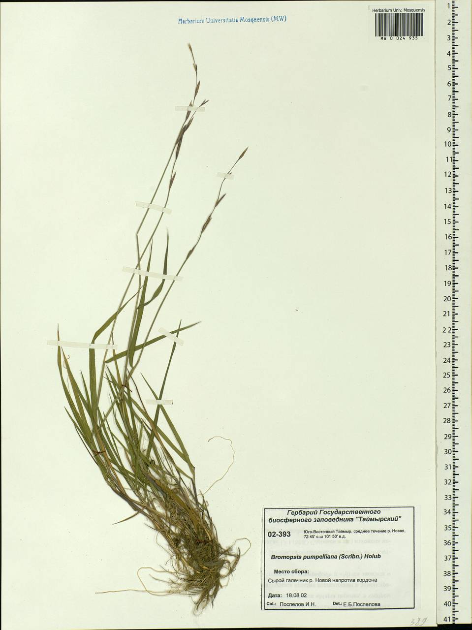 Bromus pumpellianus Scribn., Siberia, Central Siberia (S3) (Russia)
