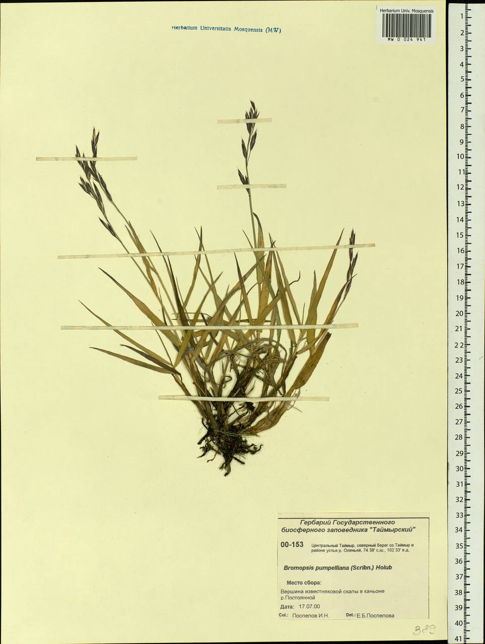 Bromus pumpellianus Scribn., Siberia, Central Siberia (S3) (Russia)
