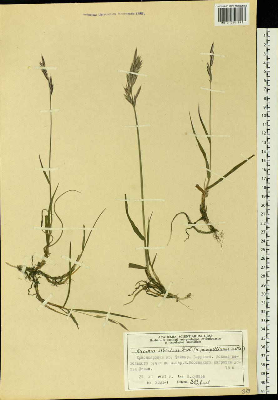 Bromus pumpellianus Scribn., Siberia, Central Siberia (S3) (Russia)
