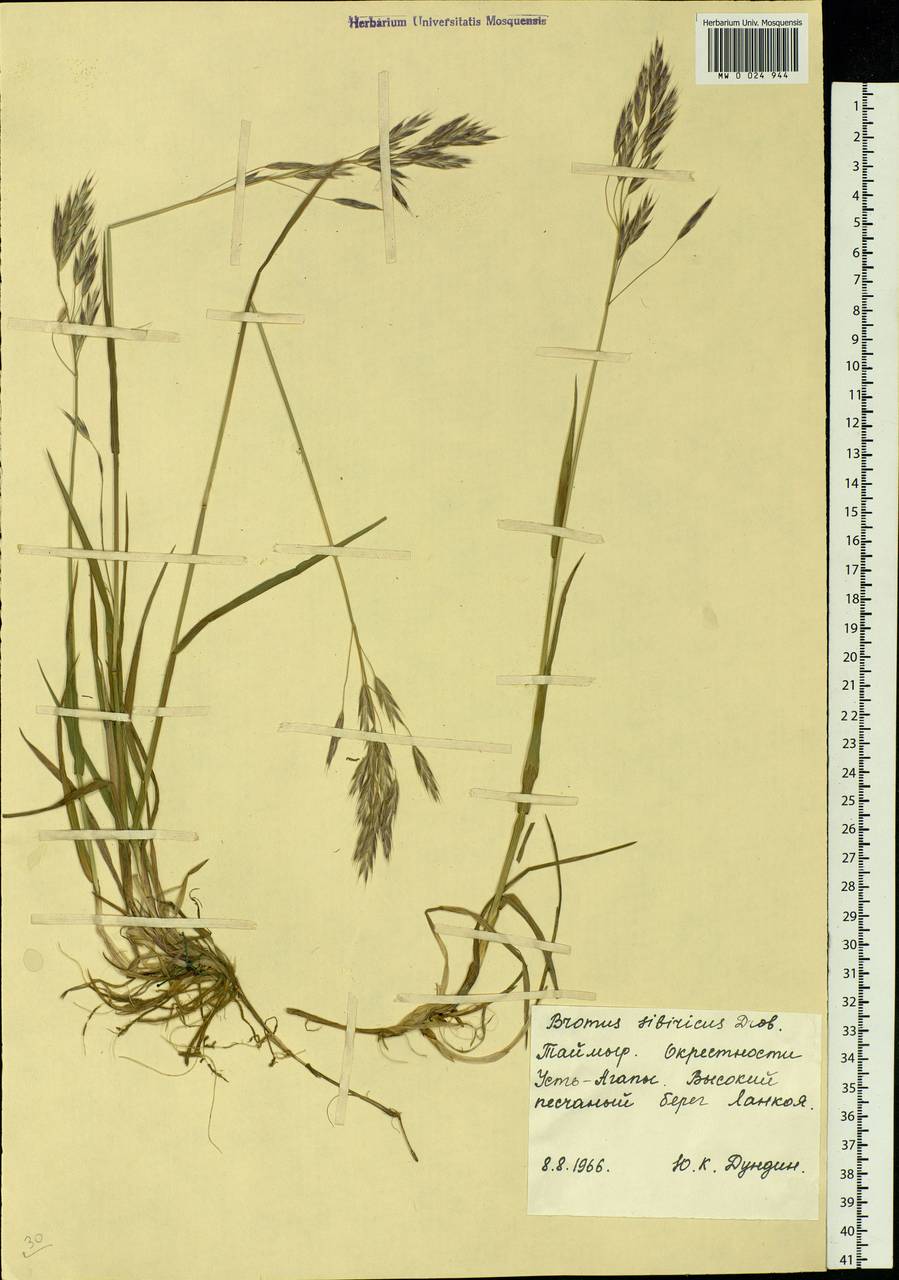 Bromus pumpellianus Scribn., Siberia, Central Siberia (S3) (Russia)