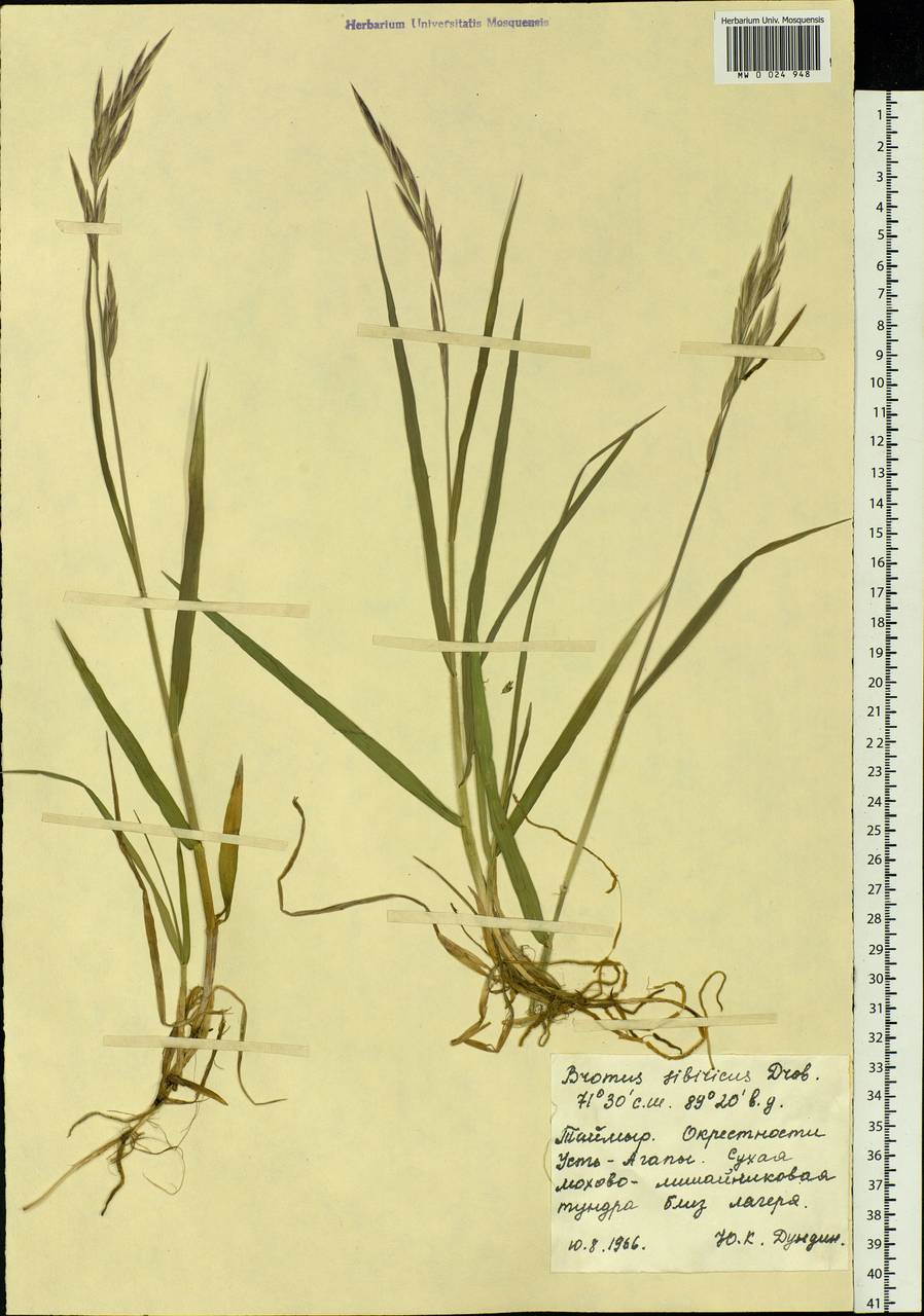 Bromus pumpellianus Scribn., Siberia, Central Siberia (S3) (Russia)