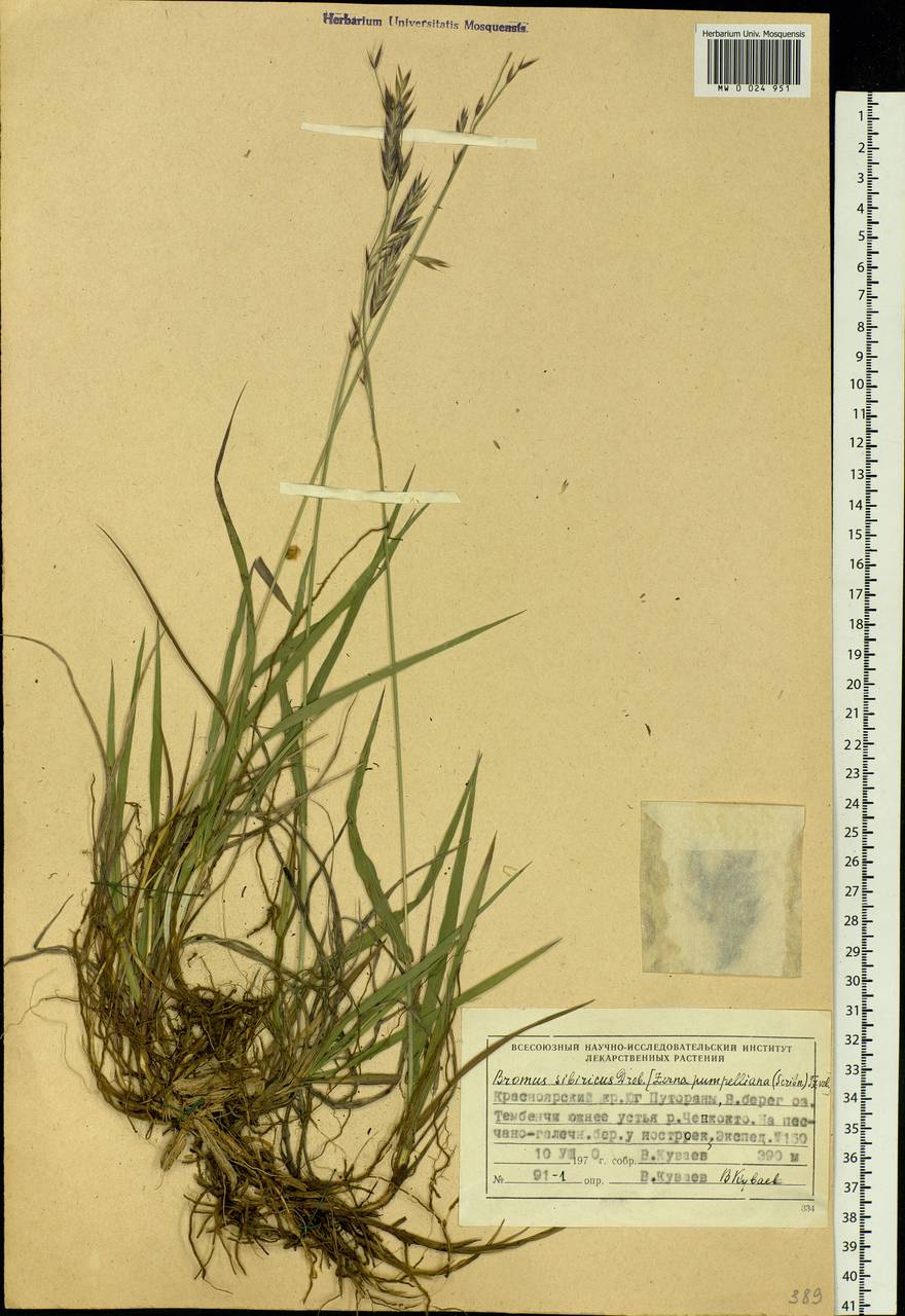 Bromus pumpellianus Scribn., Siberia, Central Siberia (S3) (Russia)