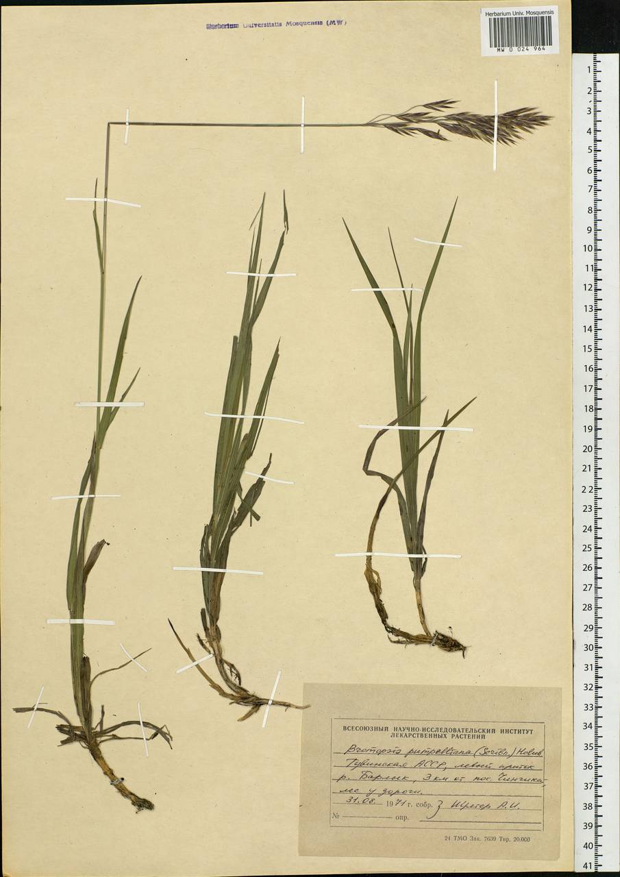 Bromus pumpellianus Scribn., Siberia, Altai & Sayany Mountains (S2) (Russia)