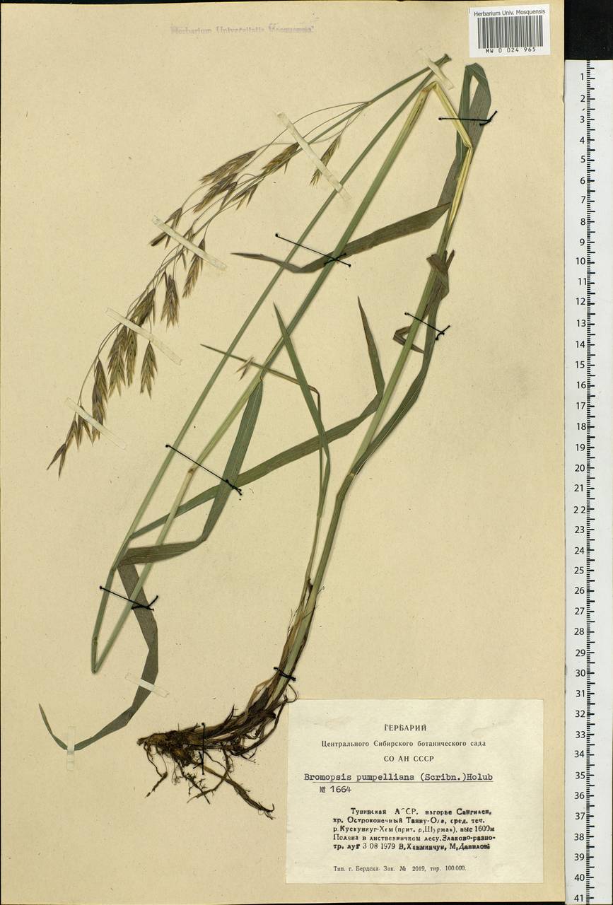 Bromus pumpellianus Scribn., Siberia, Altai & Sayany Mountains (S2) (Russia)