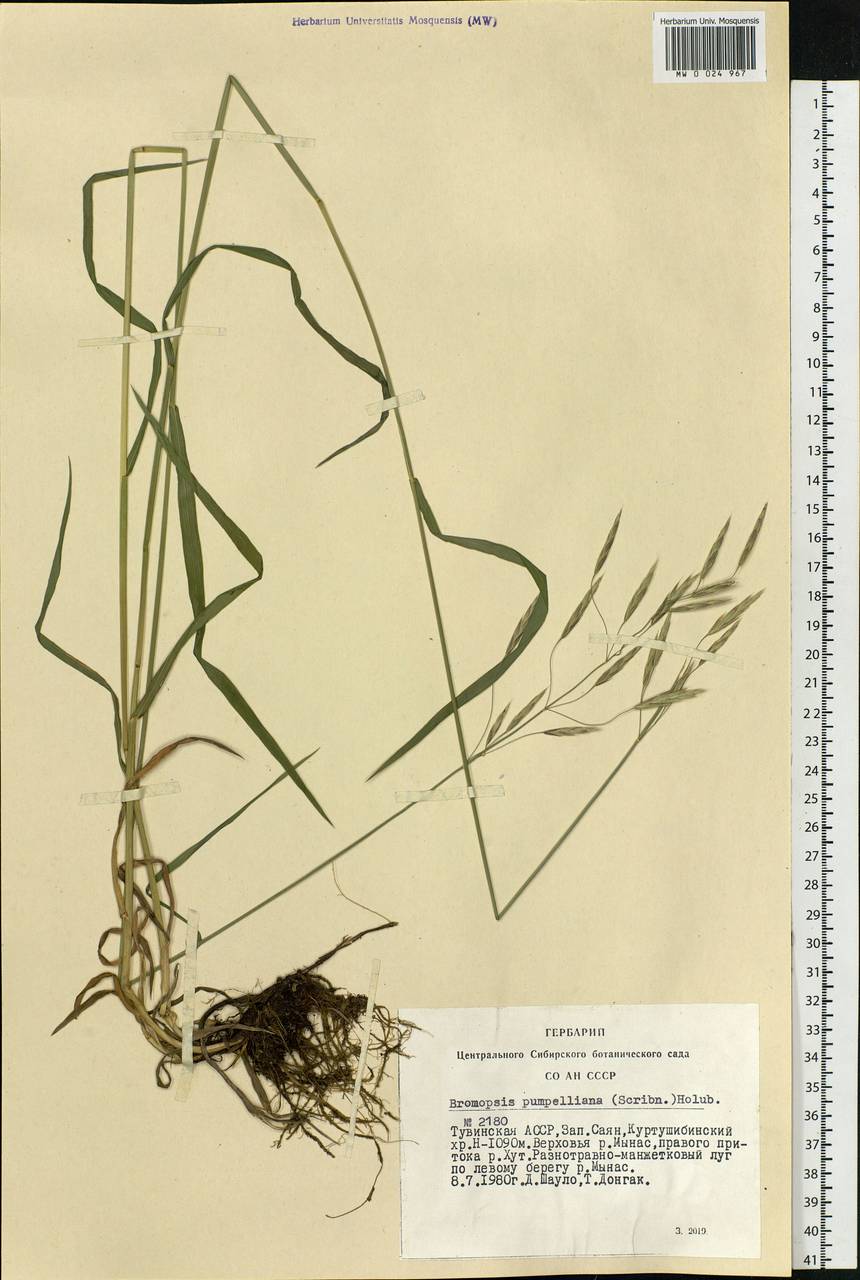 Bromus pumpellianus Scribn., Siberia, Altai & Sayany Mountains (S2) (Russia)