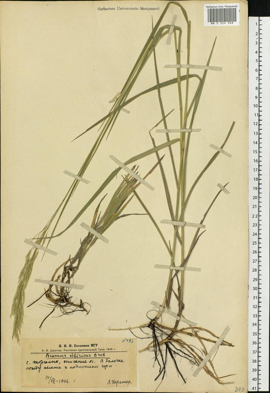 Bromus pumpellianus Scribn., Siberia, Altai & Sayany Mountains (S2) (Russia)