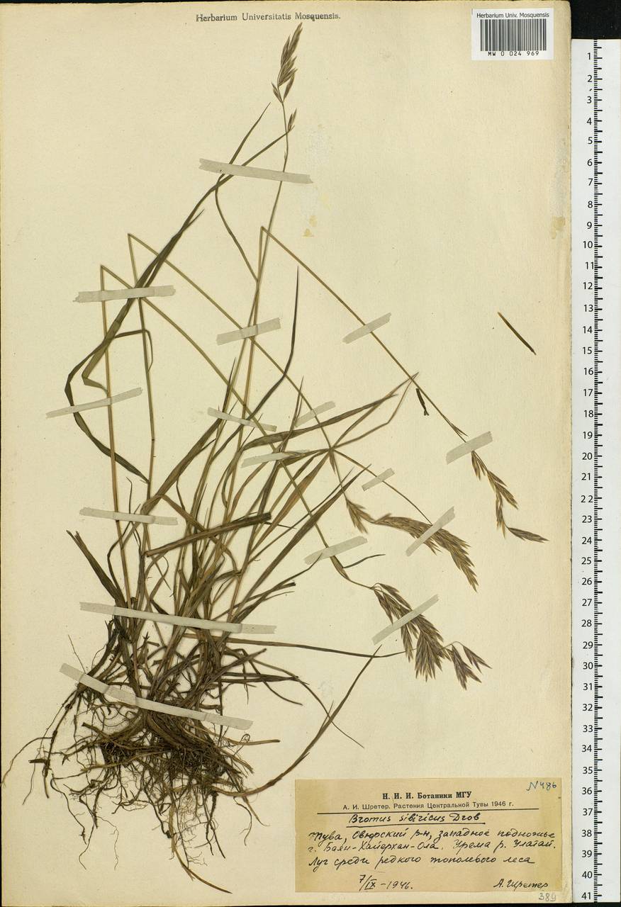 Bromus pumpellianus Scribn., Siberia, Altai & Sayany Mountains (S2) (Russia)