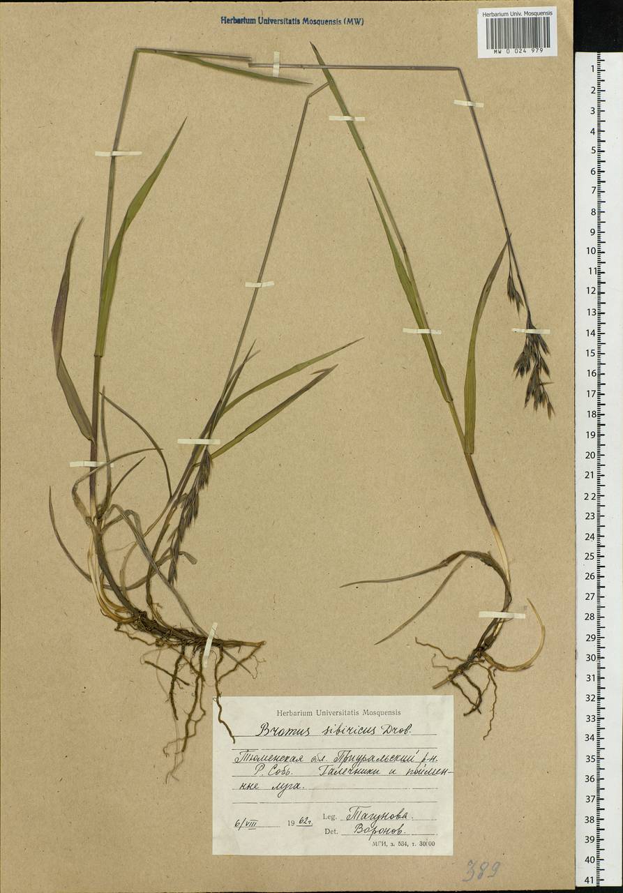 Bromus pumpellianus Scribn., Siberia, Western Siberia (S1) (Russia)