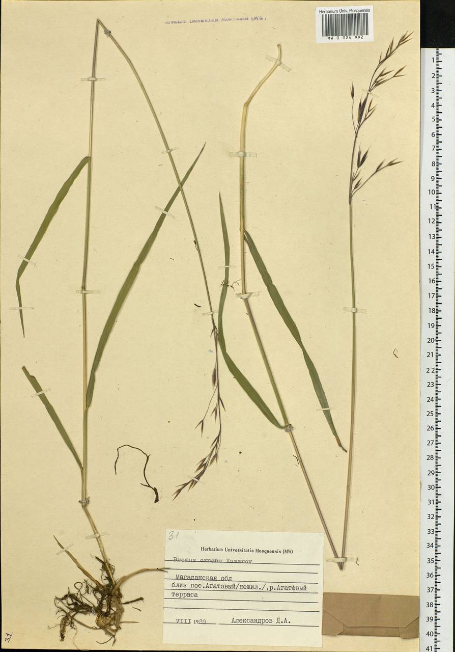 Bromus pumpellianus Scribn., Siberia, Chukotka & Kamchatka (S7) (Russia)