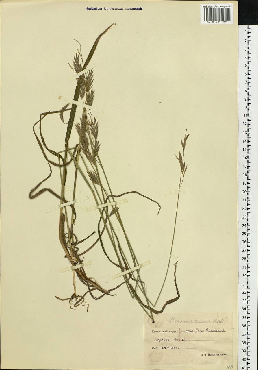 Bromus pumpellianus Scribn., Siberia, Chukotka & Kamchatka (S7) (Russia)