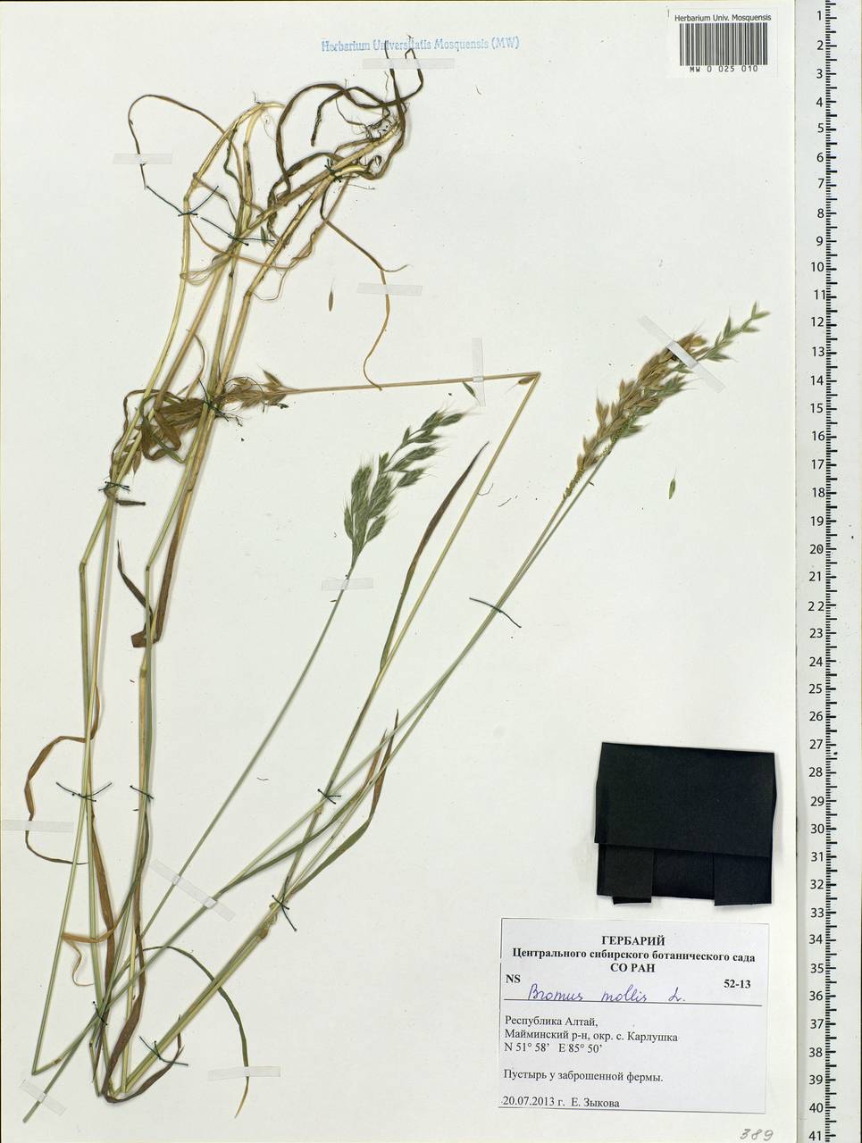 Bromus hordeaceus L., Siberia, Altai & Sayany Mountains (S2) (Russia)