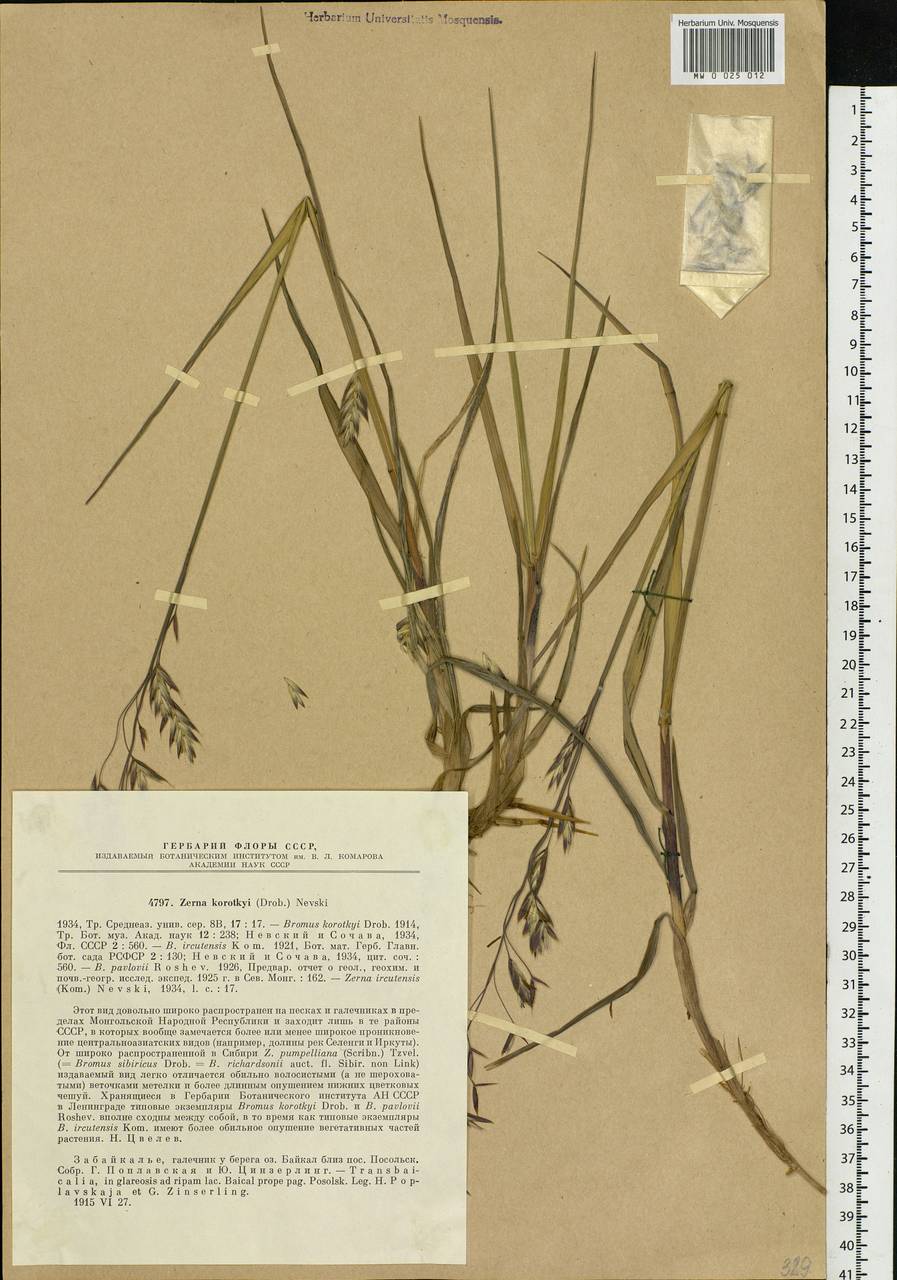 Bromus pumpellianus Scribn., Siberia, Baikal & Transbaikal region (S4) (Russia)