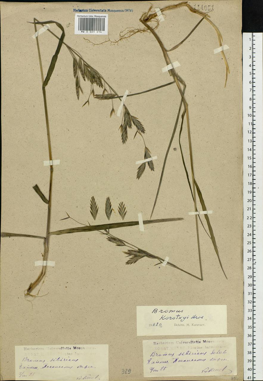 Bromus pumpellianus Scribn., Siberia, Baikal & Transbaikal region (S4) (Russia)