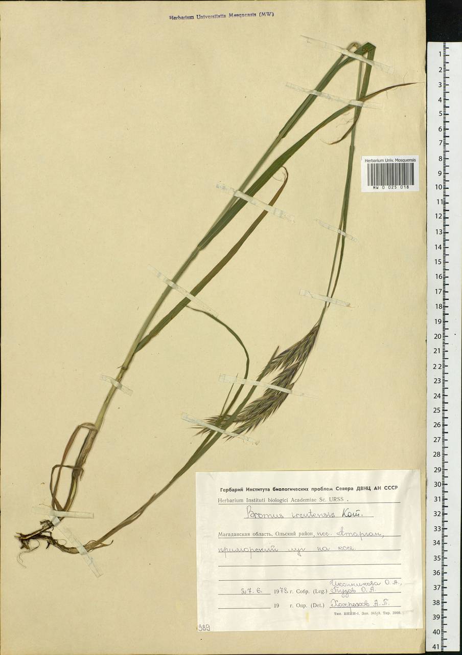 Bromus pumpellianus Scribn., Siberia, Chukotka & Kamchatka (S7) (Russia)